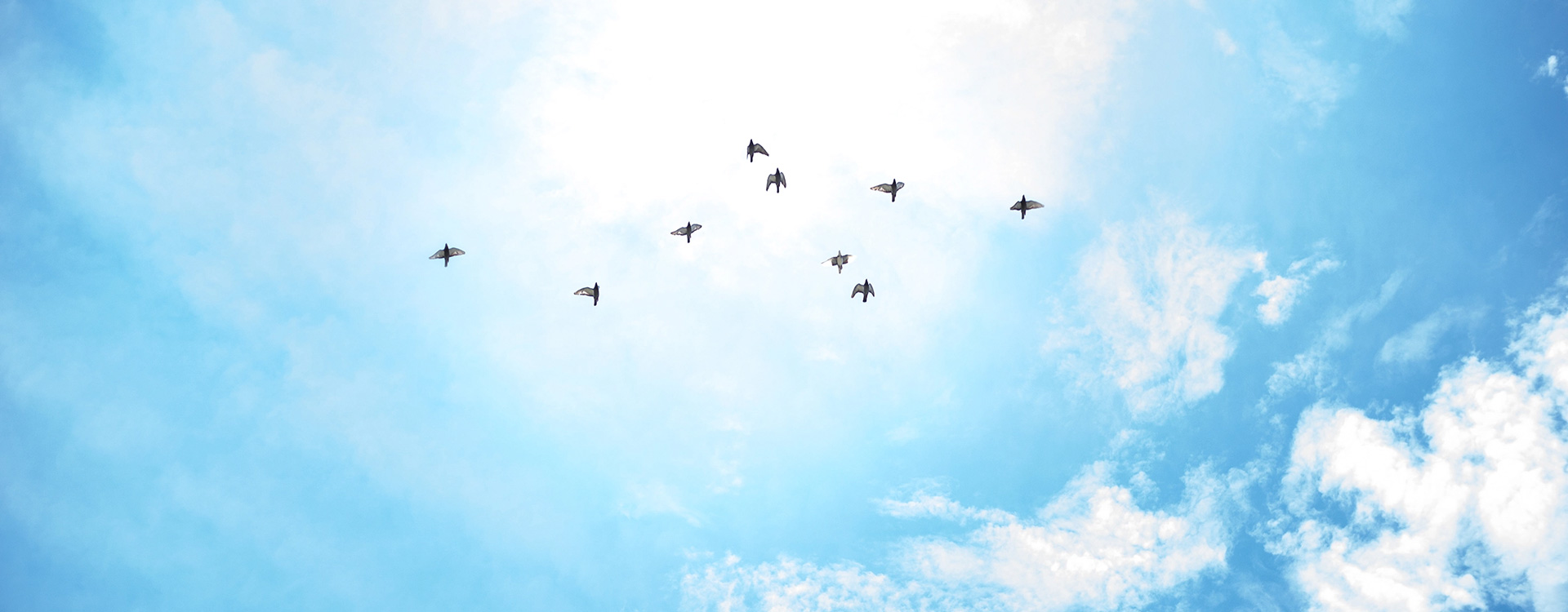 Vögel fliegen im Himmel